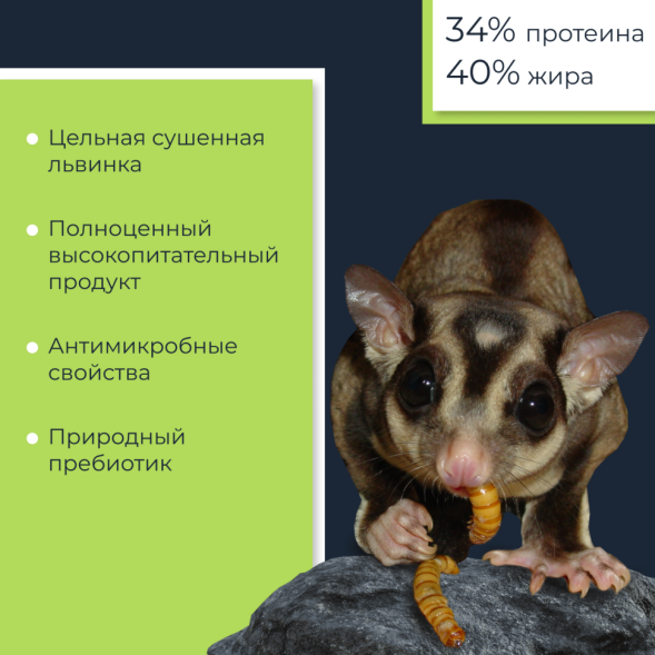 Yumster личинка черной львинки консервированная - 40 г